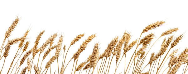 Golden wheat stalks on transparent background, concept for agriculture, food industry, and bakery design