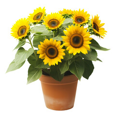 Obraz premium Vibrant yellow sunflowers in a terracotta pot on transparent background, concept for floral design, gardening, and summer themes