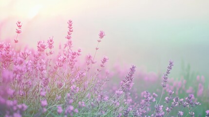 Naklejka premium Lavender flowers blooming in a soft gradient background during a tranquil afternoon