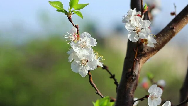 Flowering apricot tree in orchard under sun light in spring time. Close up, detail.