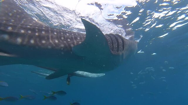 Giant whale shark is eating in Oslob, Cebu, Philippines.