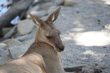 relaxed kangaroo