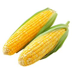 Fresh yellow corn cob, isolated, a healthy sweet grain
