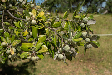 A karo (pittosporum crassifolium} tree in fruit. Karo is a small tree endemic to New Zealand.