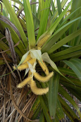 Yellow flower spikes of a tank lily, astelia hastata., being attended to by several honey bees. The tank lily is a large epiphyte endemic to New Zealand.
