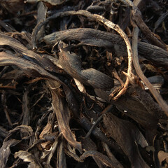 Burnt remains