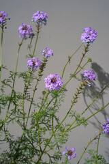 Verbena peruviana, or violet vervain. Lilac small flowers on long green stalks close-up on the background of light monochrome wall. Minimalistic vertical photo.