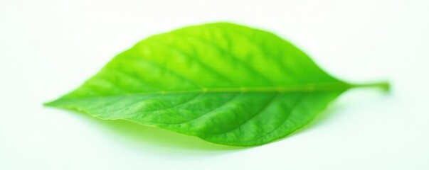Fototapeta premium Green leaf isolated on white background with soft focus effect, green, flora