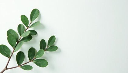 Naklejka premium Foliage of a eucalyptus tree against a white background with subtle texture, fresh, , botany