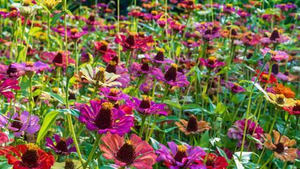 Colourful zinnia flower field in full bloom