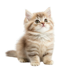Obraz premium Adorable small kitten with fluffy fur and bright eyes sitting playfully against a transparent background for pet lovers transparent background