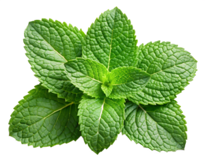 Lush vibrant mint leaves, a refreshing burst of nature's coolness against a stark white background.