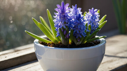 Blue Hyacinth Blooming in White Pot on Windowsill