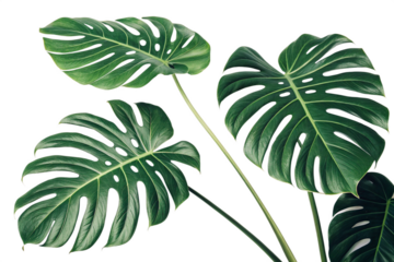 Three Lush Monstera Deliciosa Leaves on Black Background Tropical Plant Photography