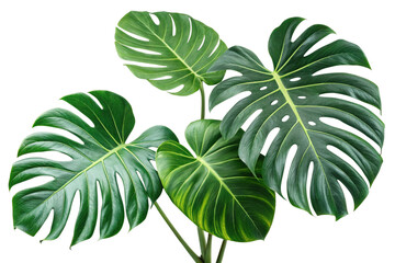 Stunning Closeup of Lush Green Monstera Deliciosa Leaves Against a Black Background