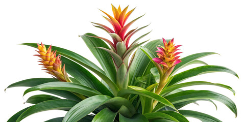 Fototapeta premium Vibrant Bromeliad Plant with Three Striking Blooms and Lush Green Foliage