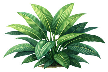 Lush Green Tropical Plant with Striking Veined Leaves
