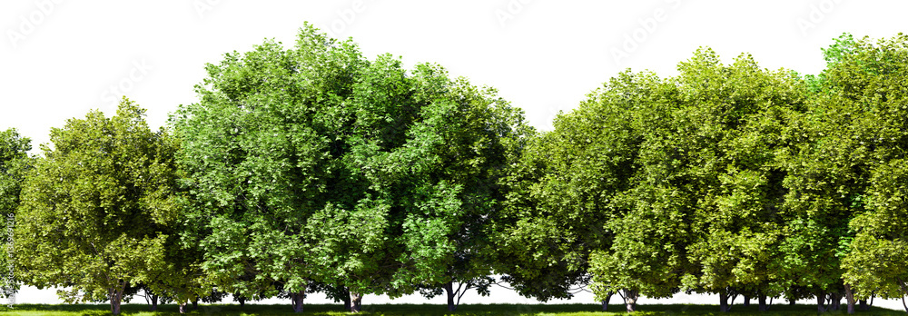 Poster row of trees isolated on transparent background. 3d rendering illustration