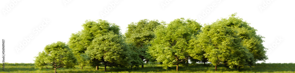Poster row of trees in a grassy field on white transparent background. 3d rendering illustration