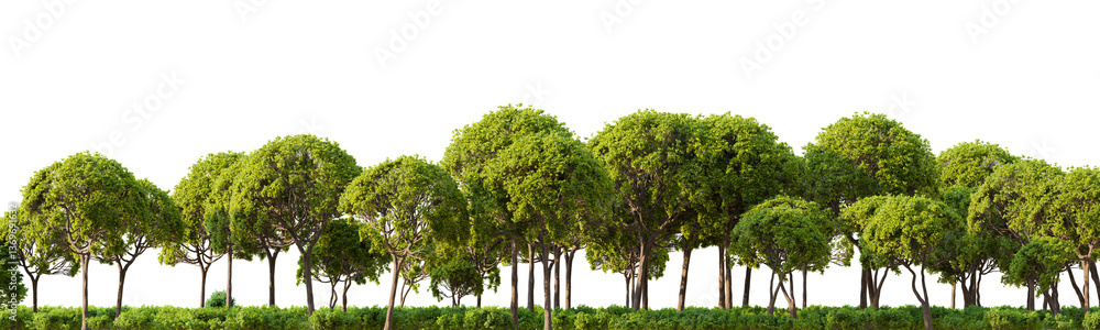 Poster row of trees in front on white transparent background. 3d rendering illustration