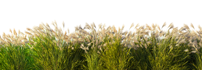 Field of tall green grass on white transparent background. 3D rendering illustration