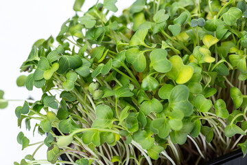 Close up of radish micro green sprouts.