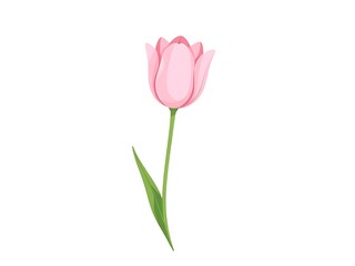 A delicate pink tulip, a symbol of spring's gentle arrival and new beginnings, blossoms elegantly against a clean white background.