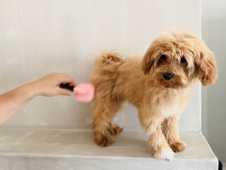 Puppy being brushed close-up.