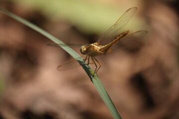 close up of dragonfly