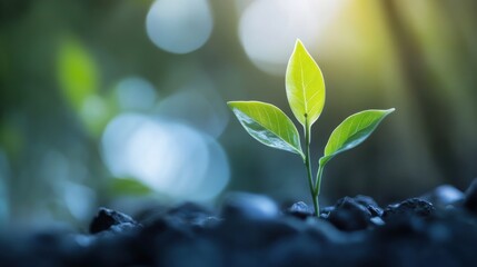 Young green plant emerging from soil with soft sunlight illuminating the leaves in a tranquil environment