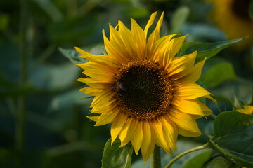 Sunflower in the garden.