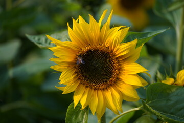 Sunflower in the garden.