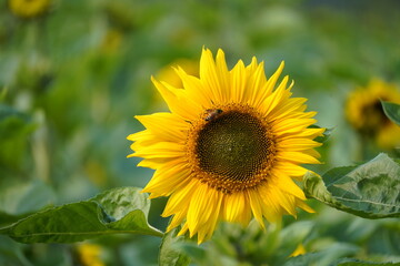 Sunflower in the garden.