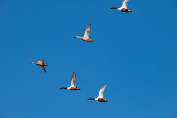 Northern Shoveler (Spatula clypeata) is a swimming duck species from the duck family (Anatidae) found in the northern regions of Europe and Asia and some areas of North America