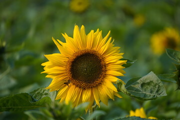 Sunflower in the garden.