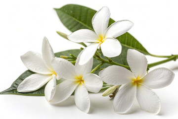 Fototapeta premium Jasmine flower photography on white background