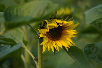 Fototapeta premium Sunflower in the garden.