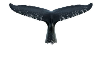 Isolated Humpback Whale Tail