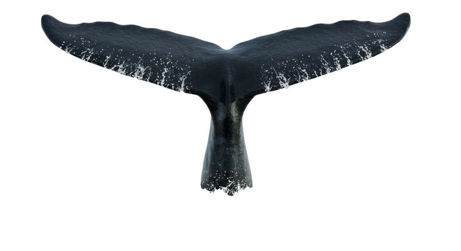 Isolated Humpback Whale Tail - Powered by Adobe