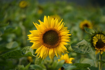 Sunflower in the garden.