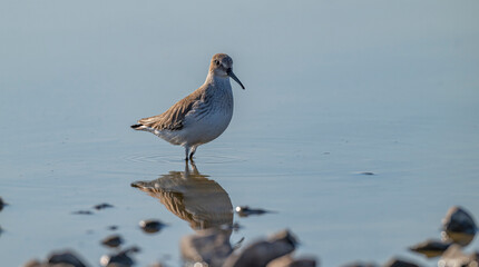 Curlew Sandpiper (Calidris ferruginea) is It breeds in the plains of the Arctic sea at the north...