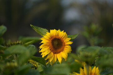 Sunflower in the garden.
