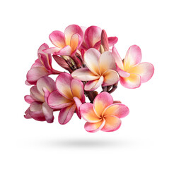 plumeria rubra flower isolated on white background