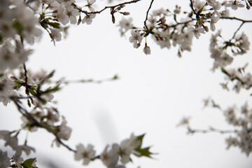 branch of a cherry tree