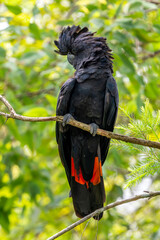 Red-tailed Black Cockatoo - Calyptorhynchus banksii, portrait of beautiful large black cockatoo...