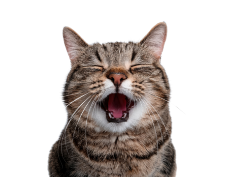 A cheerful tabby cat yawning with a joyful expression, radiating happiness.