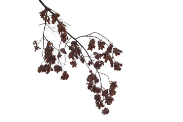 Photo of a natural oak branch with leaves on a transparent background