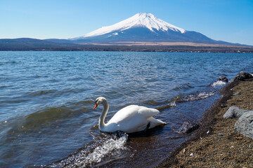 山中湖の水辺に降り立つ白鳥と背景にそびえる富士山