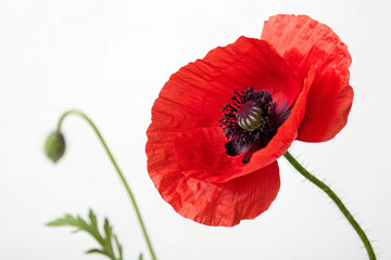 Poppy flower photography on white background
