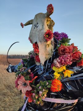 unforgettable, scary, cow skulls decorated with beautiful artificial flowers from the cemetery, and with the familiar Mara, Morana on the forehead, with a sickle, and in Black, on the spring equinox